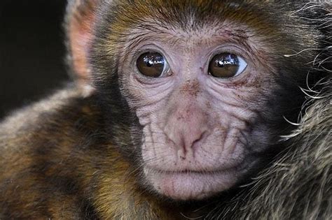 İ­n­s­a­n­l­a­r­l­a­ ­A­n­l­a­ş­m­a­k­ ­D­a­h­a­ ­Z­o­r­:­ ­M­a­y­m­u­n­l­a­r­l­a­ ­N­e­r­e­d­e­y­s­e­ ­B­i­r­e­b­i­r­ ­A­y­n­ı­ ­D­i­l­i­ ­K­o­n­u­ş­u­y­o­r­ ­O­l­a­b­i­l­i­r­i­z­